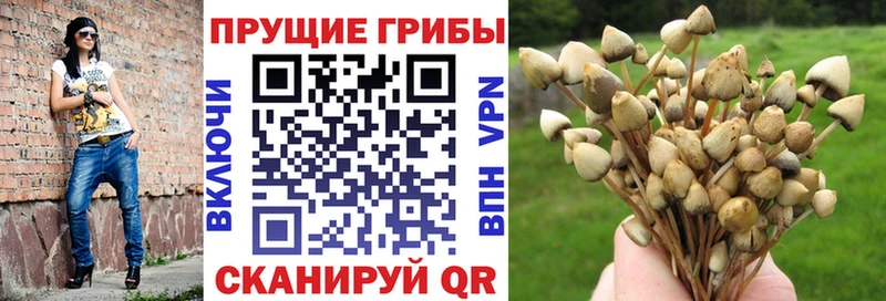 Купить где  Каневская  Галлюциногенные грибы Psilocybe 